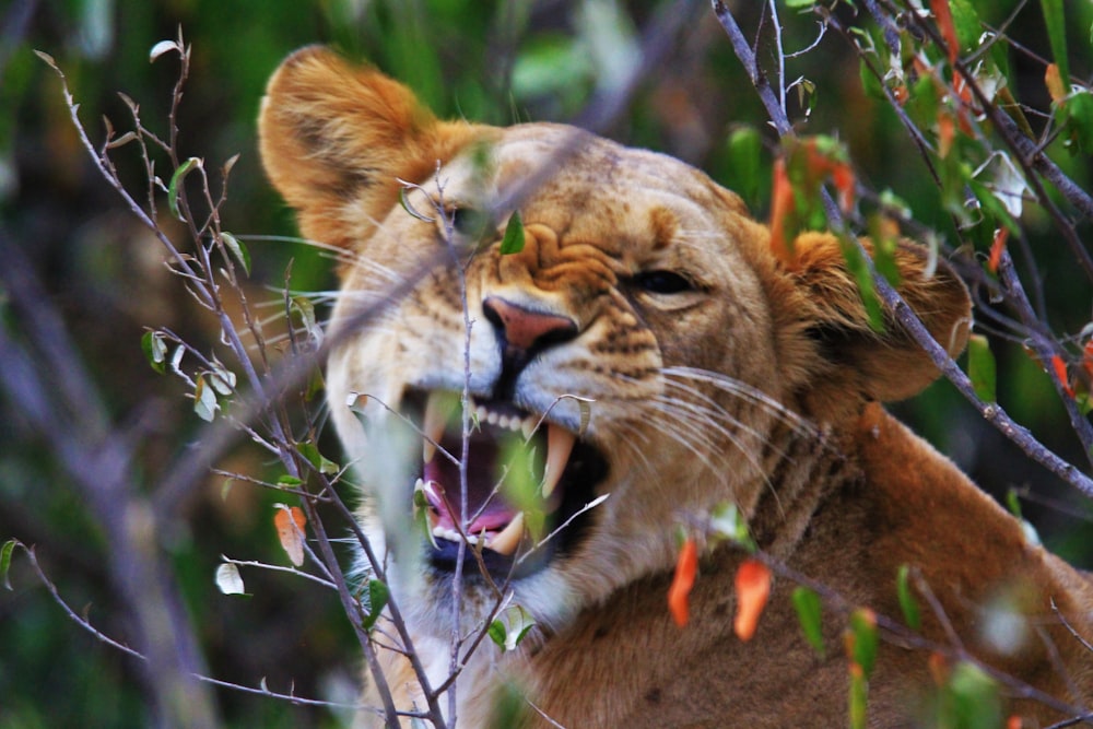 brown tiger on forest