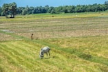 A rural landscape features a large expanse of farmland with patches of grass and tilled soil. A white cow grazes in the foreground, set against the backdrop of fields stretching into the distance. Trees line the horizon, creating a lush backdrop under the clear blue sky. A person is seen walking in the middle ground near the cow.