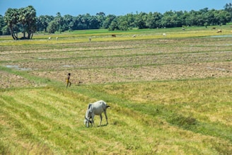 A rural landscape features a large expanse of farmland with patches of grass and tilled soil. A white cow grazes in the foreground, set against the backdrop of fields stretching into the distance. Trees line the horizon, creating a lush backdrop under the clear blue sky. A person is seen walking in the middle ground near the cow.