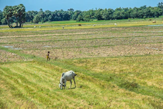 A rural landscape features a large expanse of farmland with patches of grass and tilled soil. A white cow grazes in the foreground, set against the backdrop of fields stretching into the distance. Trees line the horizon, creating a lush backdrop under the clear blue sky. A person is seen walking in the middle ground near the cow.