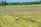 A rural landscape features a large expanse of farmland with patches of grass and tilled soil. A white cow grazes in the foreground, set against the backdrop of fields stretching into the distance. Trees line the horizon, creating a lush backdrop under the clear blue sky. A person is seen walking in the middle ground near the cow.