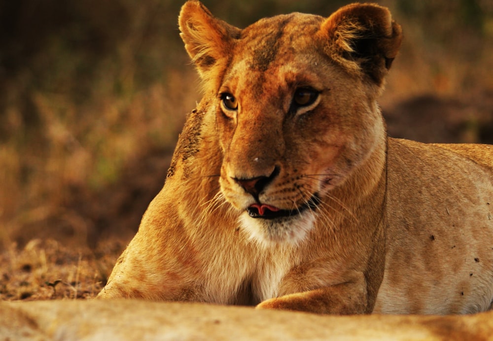 closeup photo of lioness