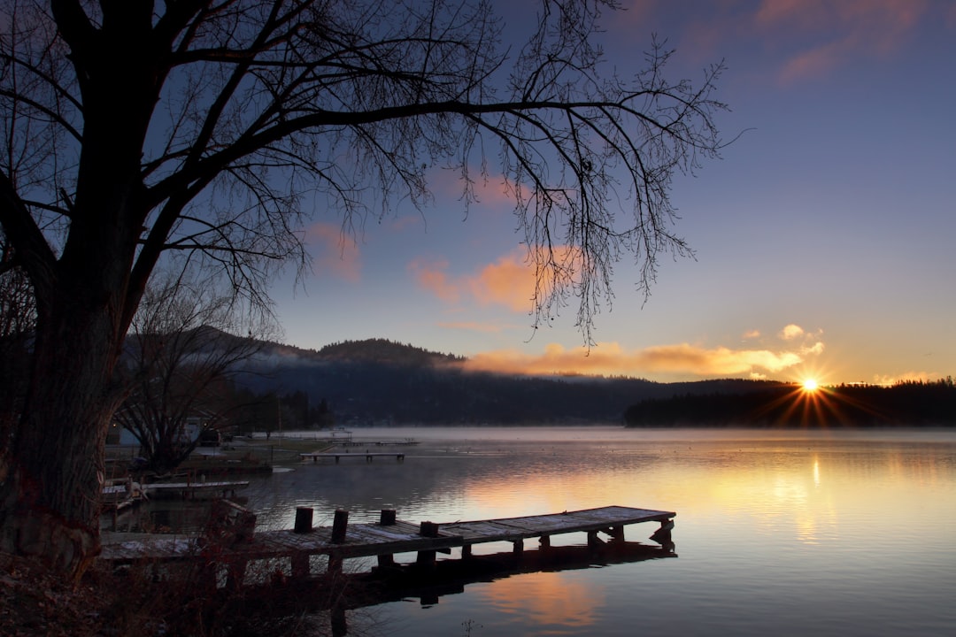 dock near tree during golden hour