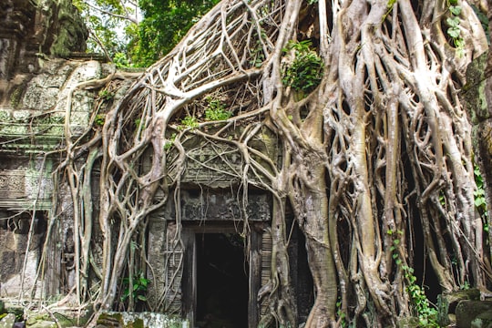 grey door surrounded by brown tree trunk in Ta Phrom Abandoned Mini Temple Cambodia
