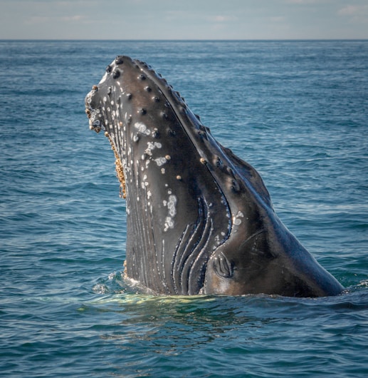 gray whale