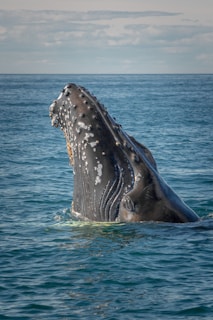 A humpback whale breaching the calm waters of a tropical bay