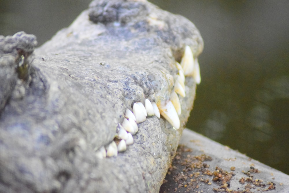closeup photo of salt water crocodile
