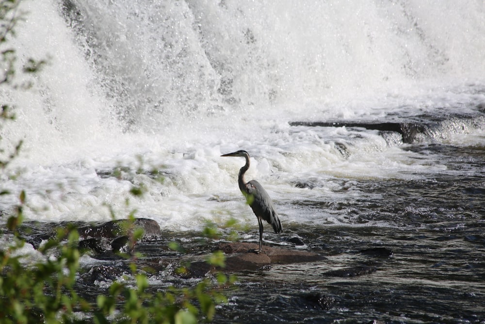 gray bird near waterfalls during daytime