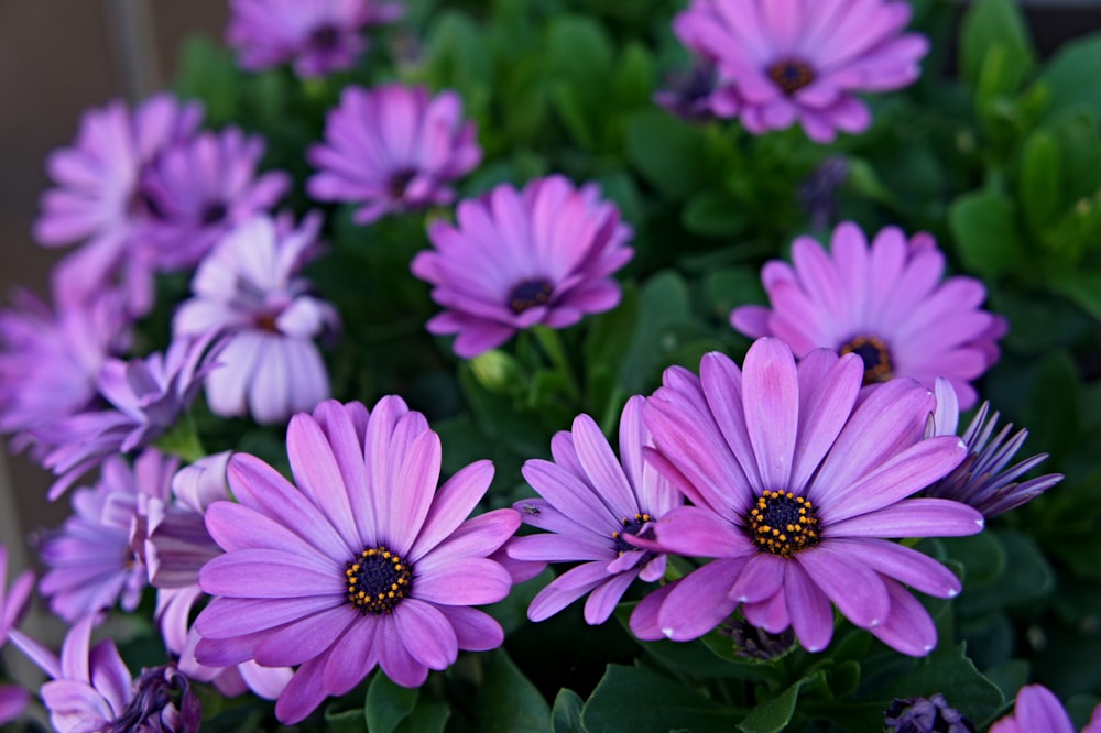 Fotografía de primer plano de flores agrupadas púrpuras