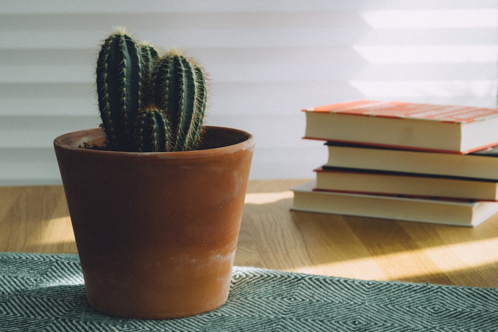 pianta in vaso di cactus verde