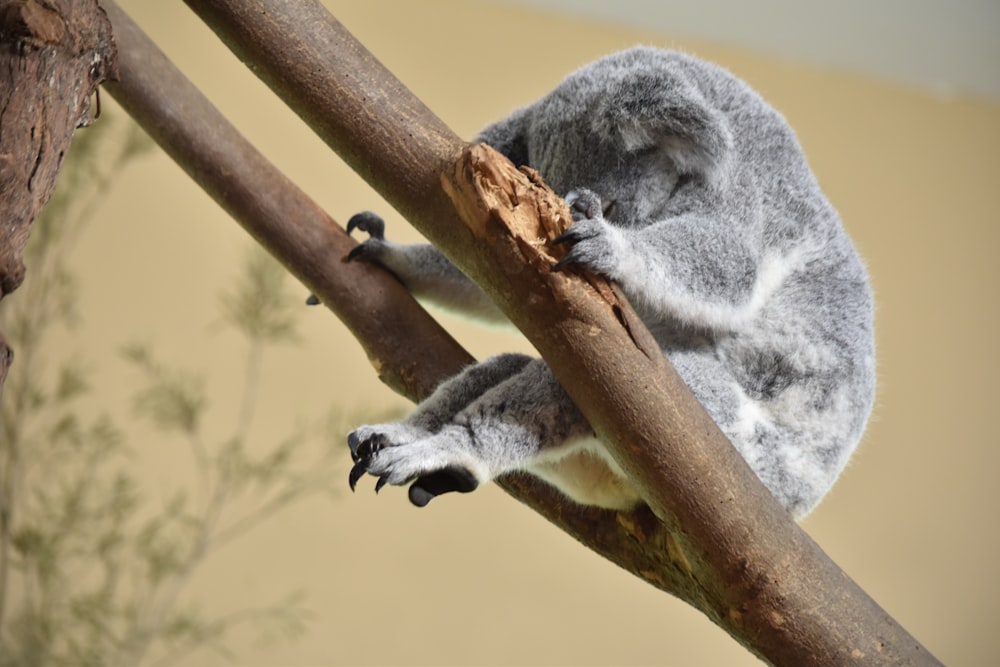 gray animal on brown tree branch