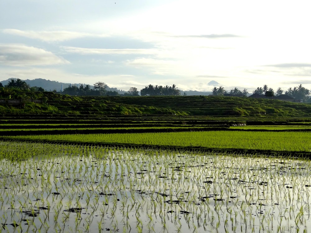 rice field