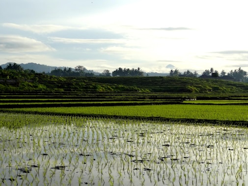 A serene landscape of expansive rice paddies with young green plants submerged in water. The terraced fields extend into the distance, bordered by a line of trees and hills under a partly cloudy sky.