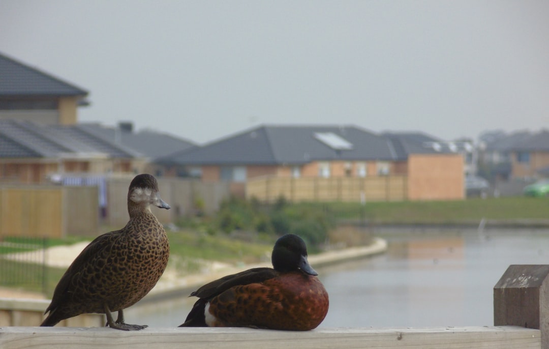 why-sit-on-the-fence ... photo