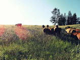 A cluster of healthy cattle grazing in a sunlit green pasture.