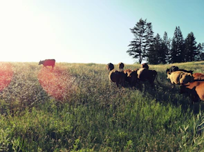 A cluster of healthy cattle grazing in a sunlit green pasture.