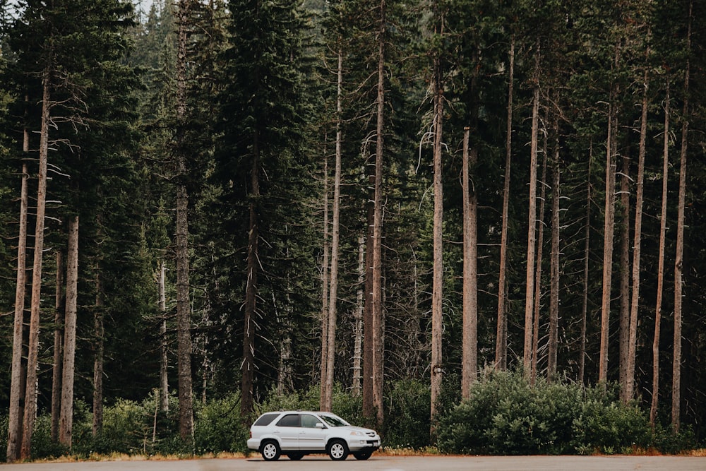 white SUV nearby trees