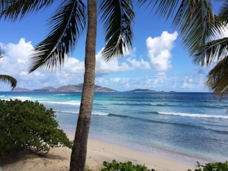 coconut tree on seashore