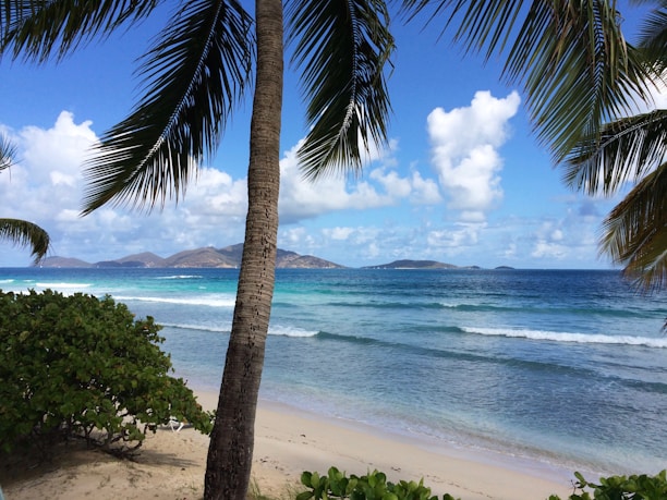 coconut tree on seashore