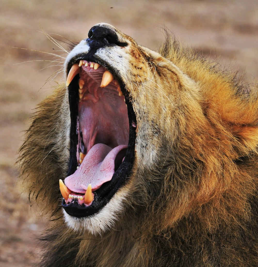 photo of yawning lion