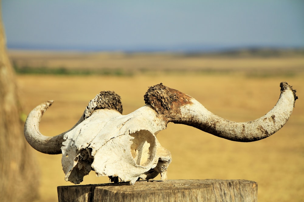 bois de cerf sur bois