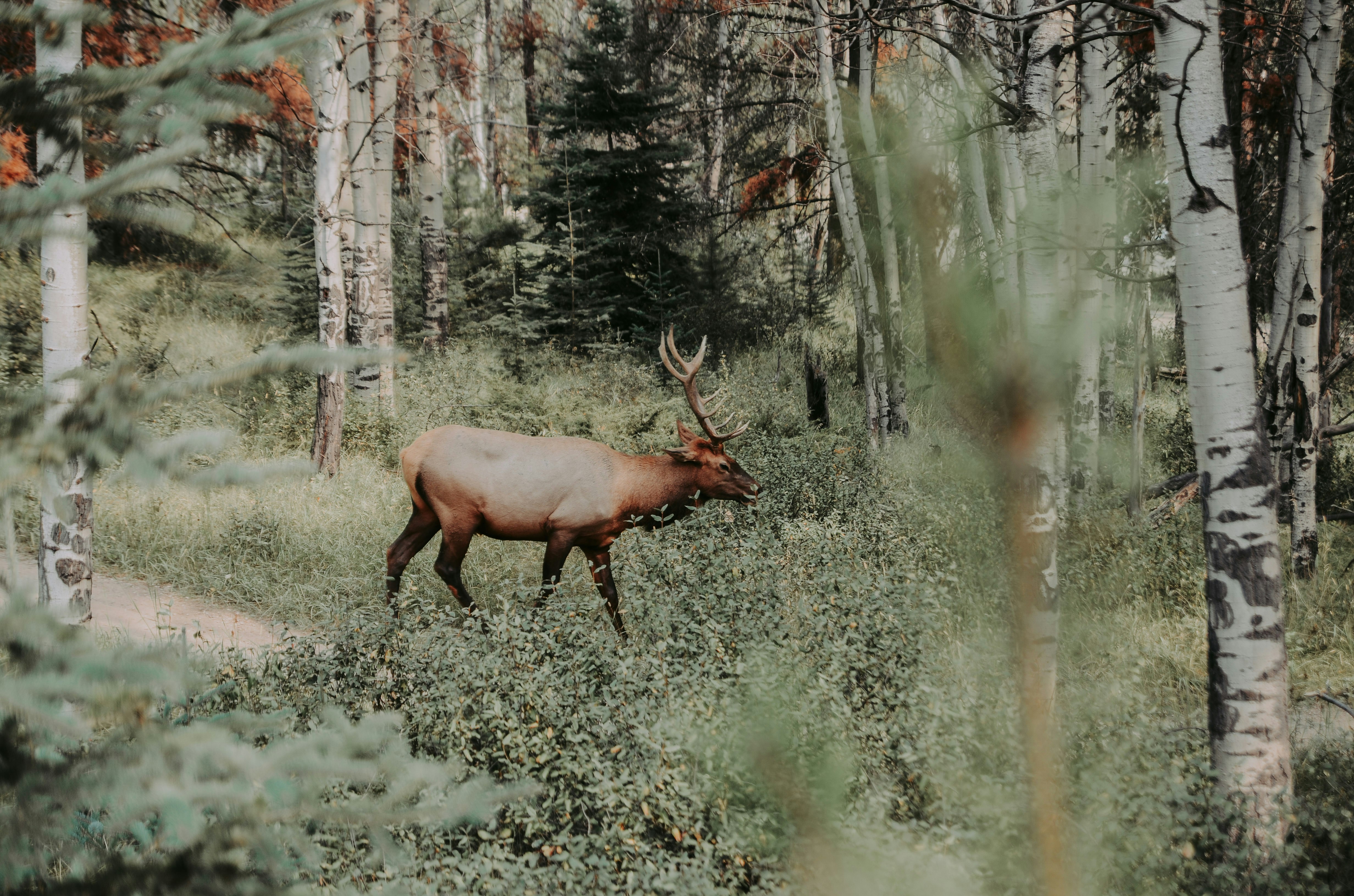 Shy Elk and Bold Birds Become Partners in the Wilderness
