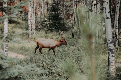 A majestic elk with large antlers walks through a dense forest filled with tall birch trees and lush greenery.