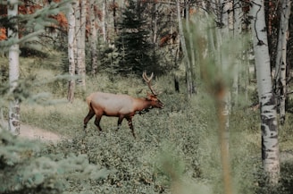 A majestic elk with large antlers walks through a dense forest filled with tall birch trees and lush greenery.