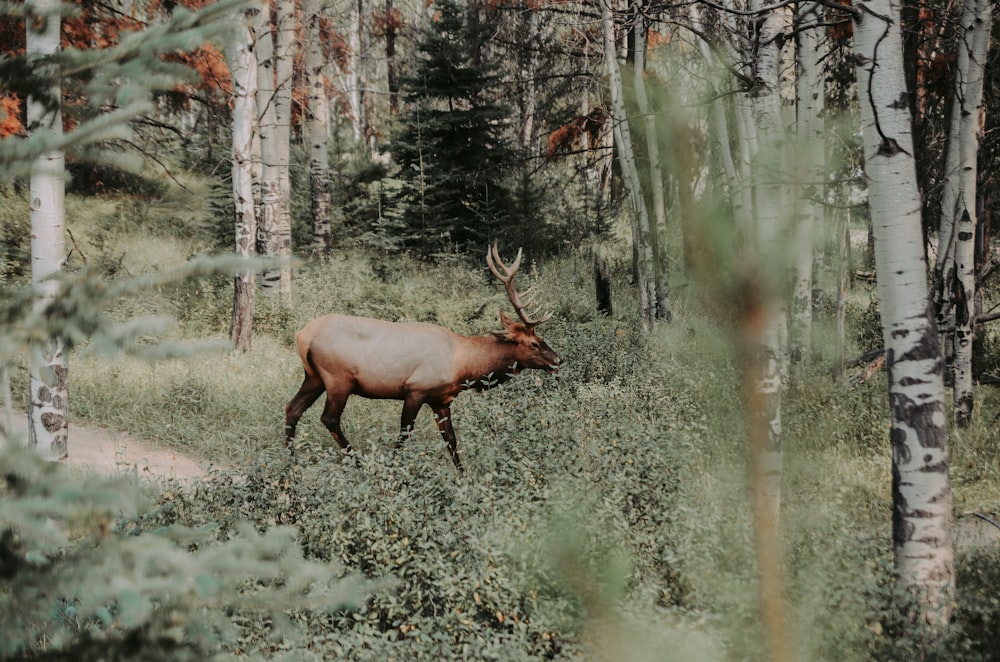 brown reindeer walking in forest