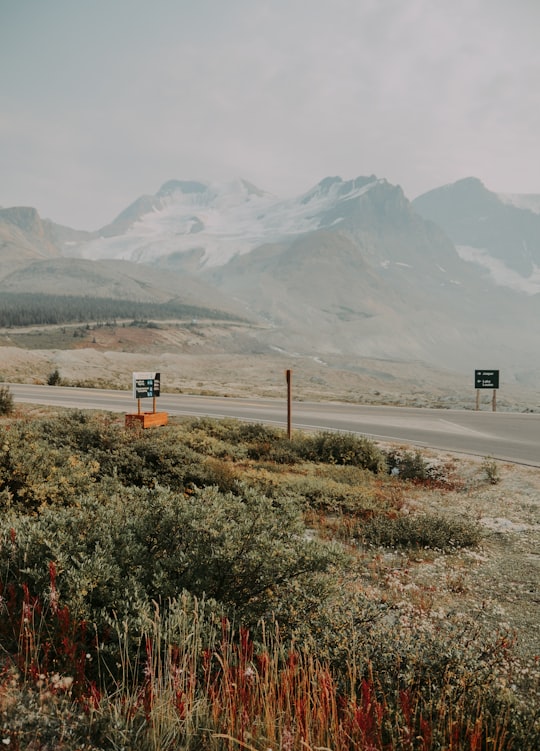 green trees covered mountains in Icefields Parkway Canada