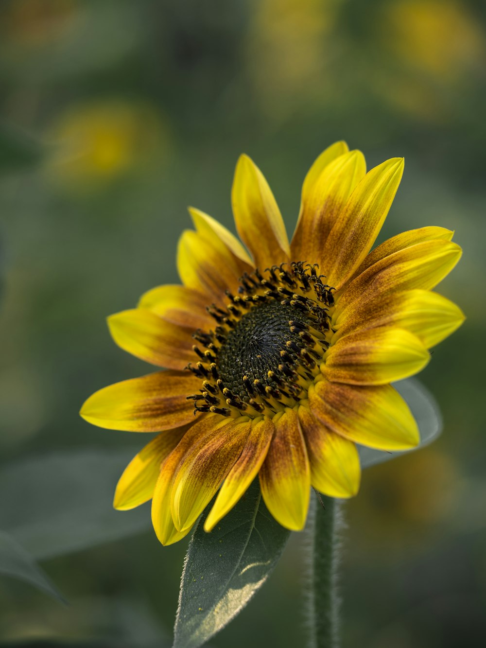 yellow sunflower