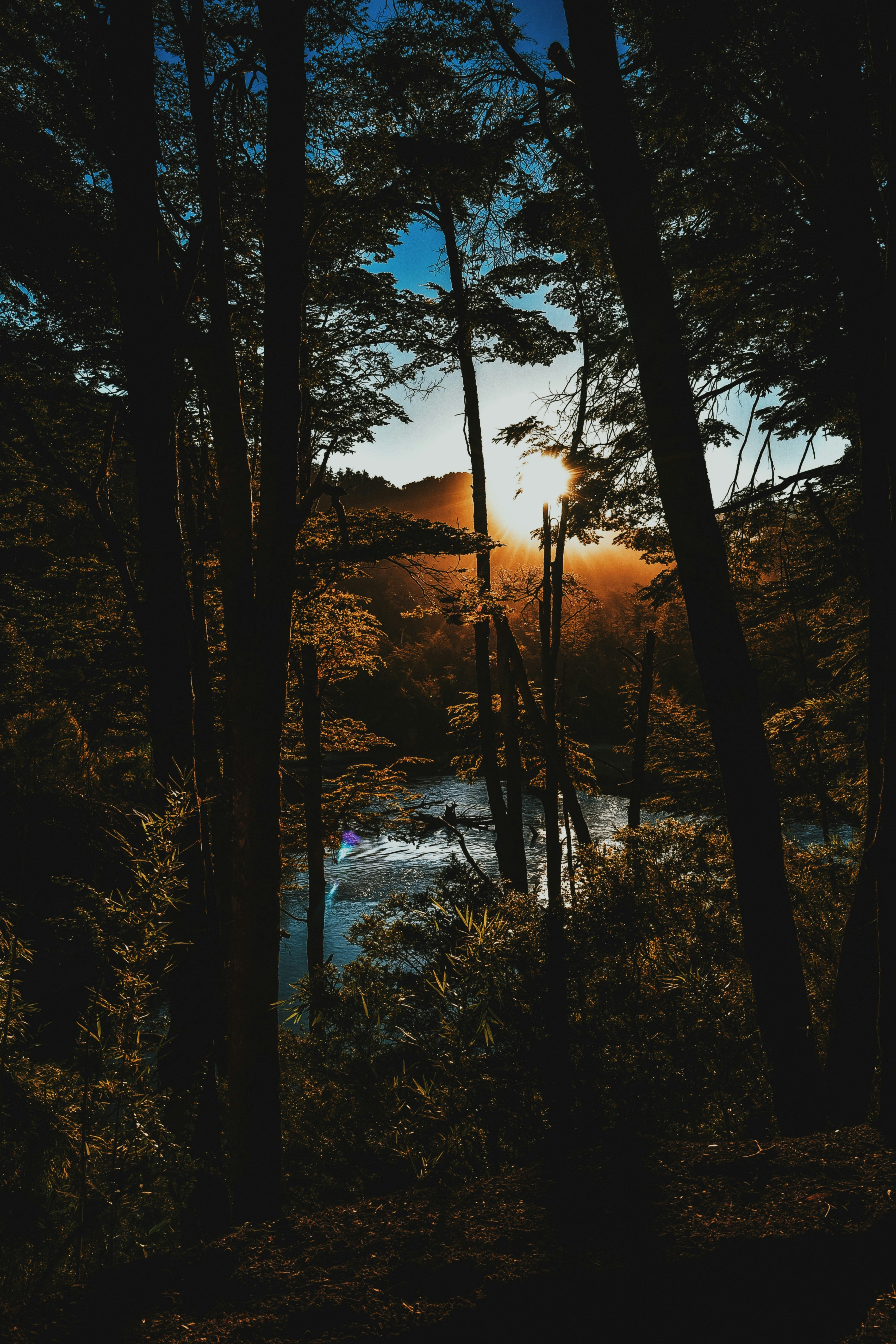 photo of forest near body of water during golden hour