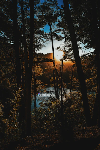 photo of forest near body of water during golden hour