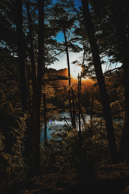 photo of forest near body of water during golden hour in Villa La Angostura Argentina