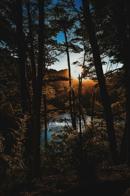 photo of Villa La Angostura Forest near Parque Nacional Nahuel Huapi