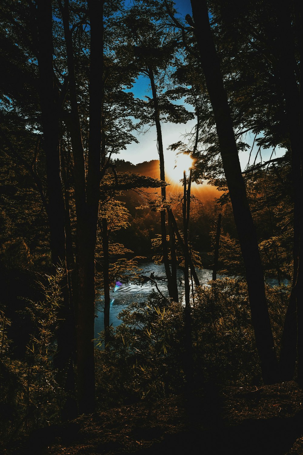 Foto de un bosque cerca de un cuerpo de agua durante la hora dorada