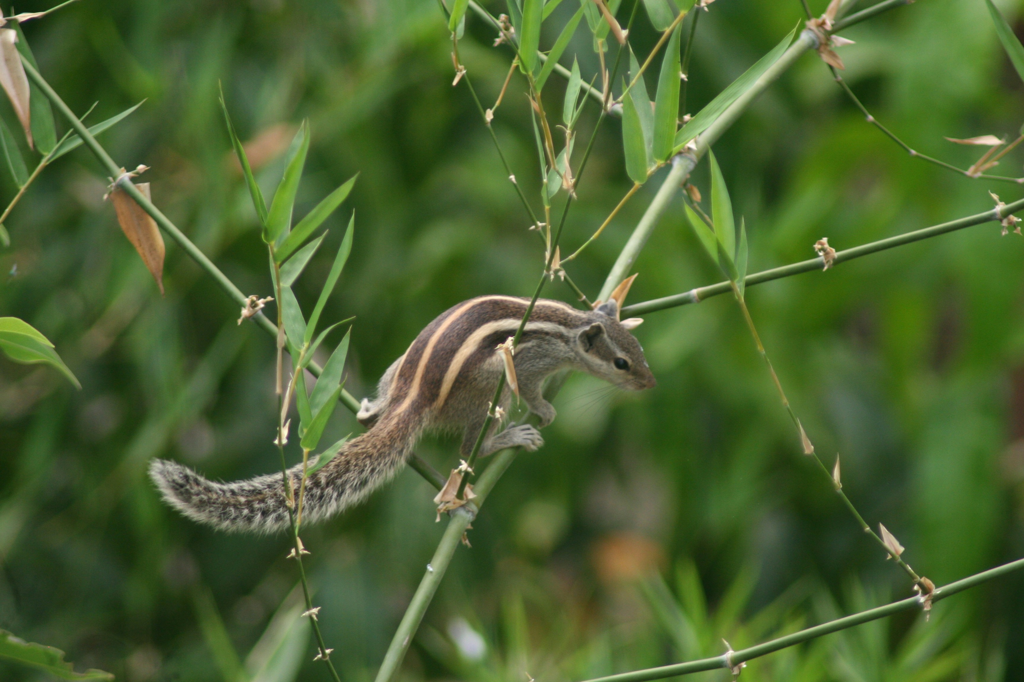 봉대산 불다람쥐에 대한 모든 것과 방문자의 경험