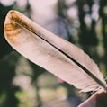 person holding white feather