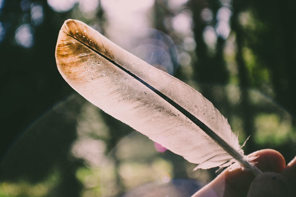 person holding white feather