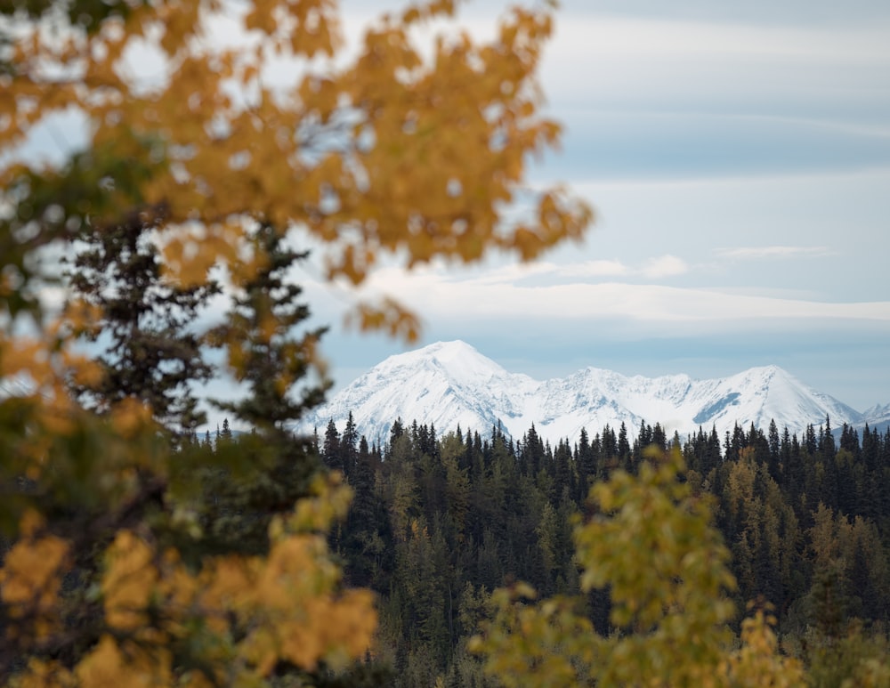 árvores de folhas verdes perto da montanha coberta pela neve durante o dia