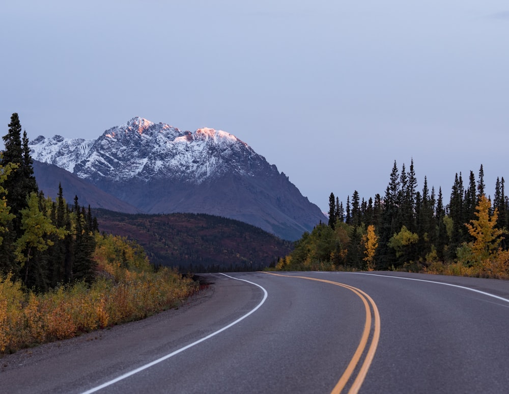 road near forest during daytime