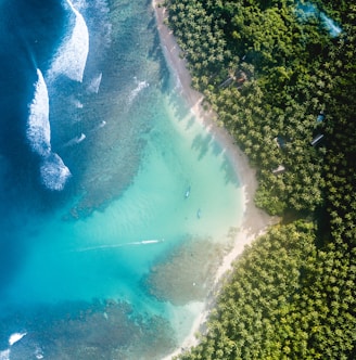 body of water near trees at daytime