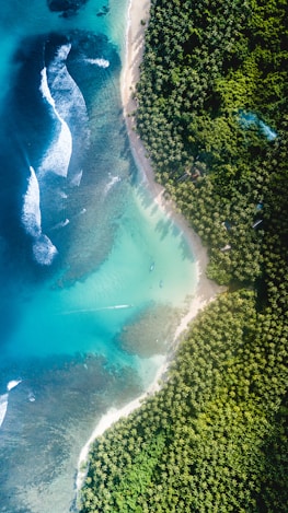 body of water near trees at daytime