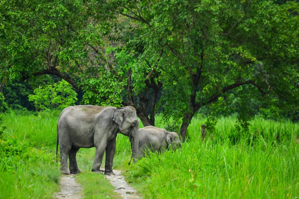 木の近くの緑の芝生の上に立つ2頭の灰色の象