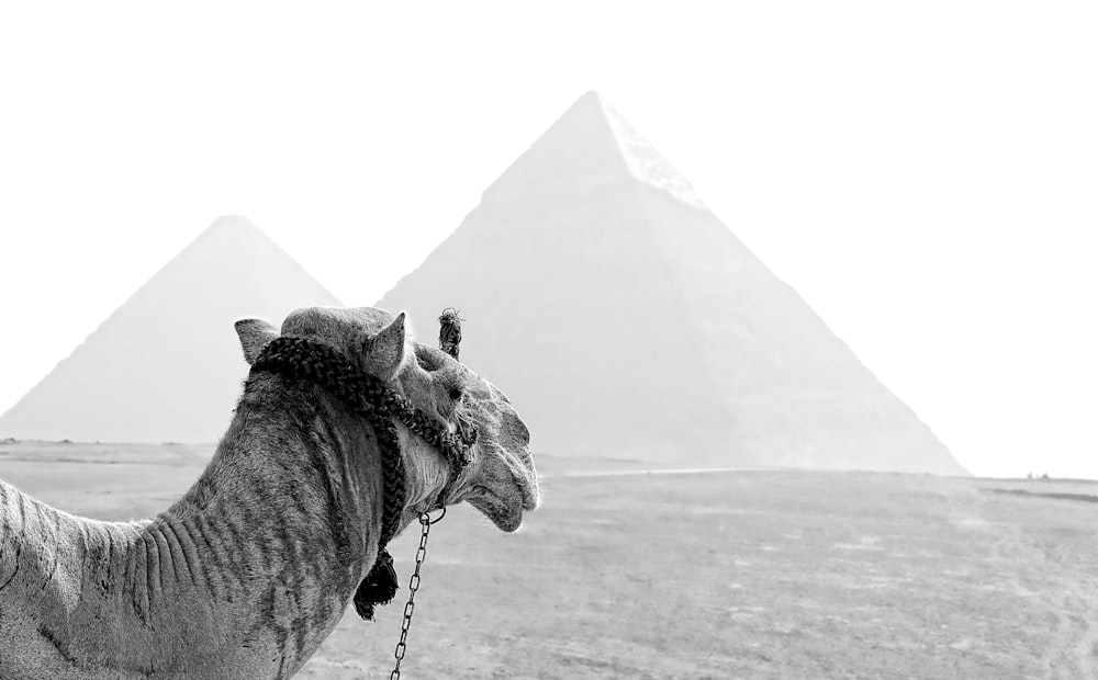 grayscale photography of camel and pyramid