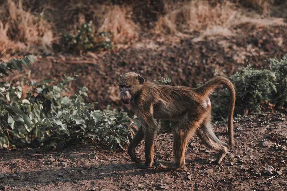 brown chimpanzee walking on ground beside grass