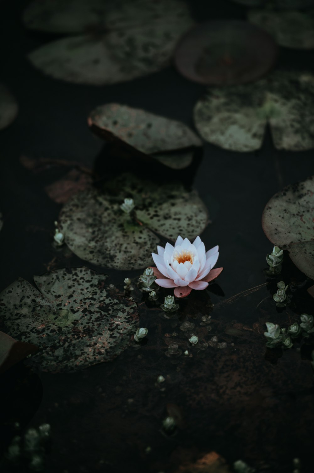 white lotus flower on body of water