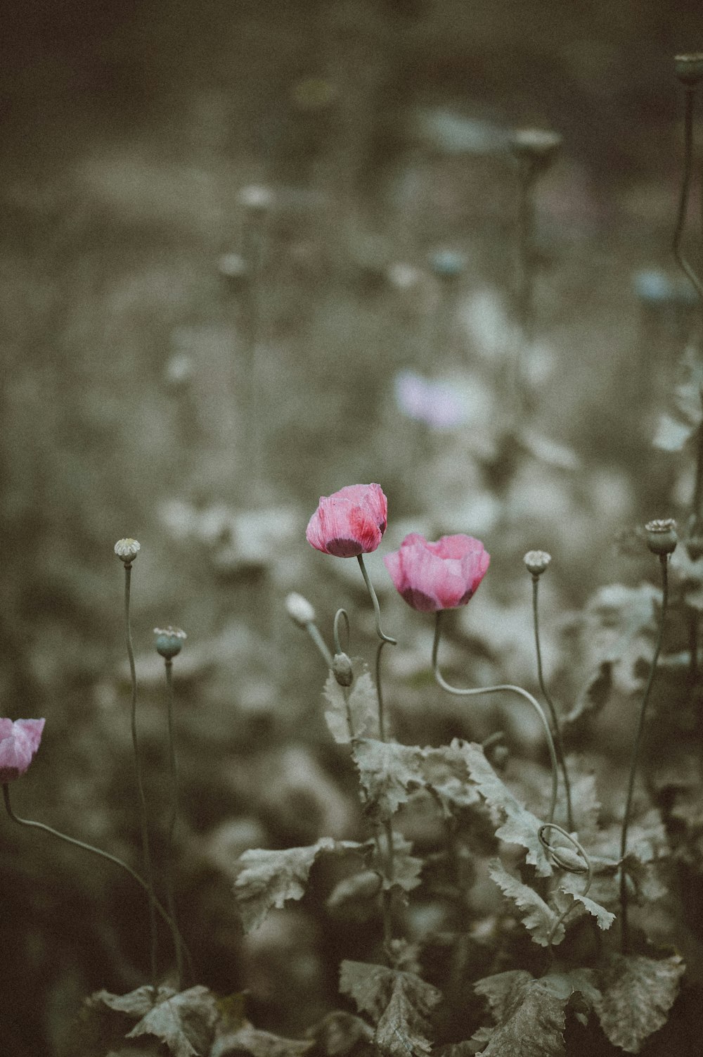 selective color of pink roses