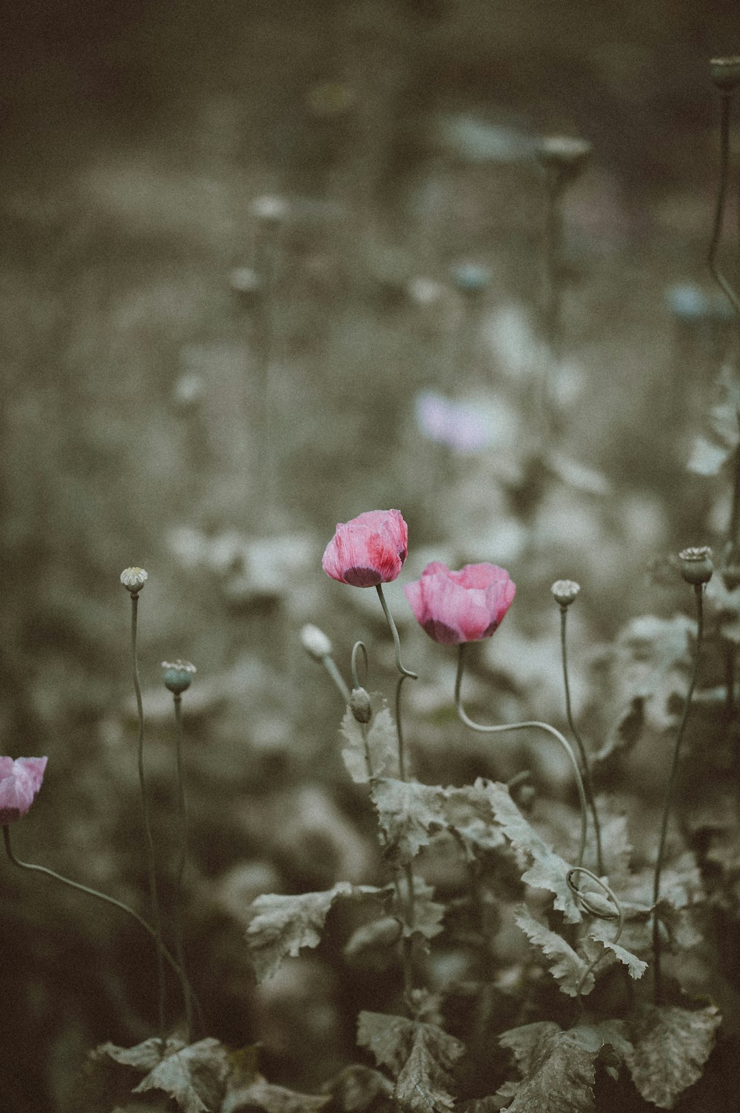 selective color of pink roses