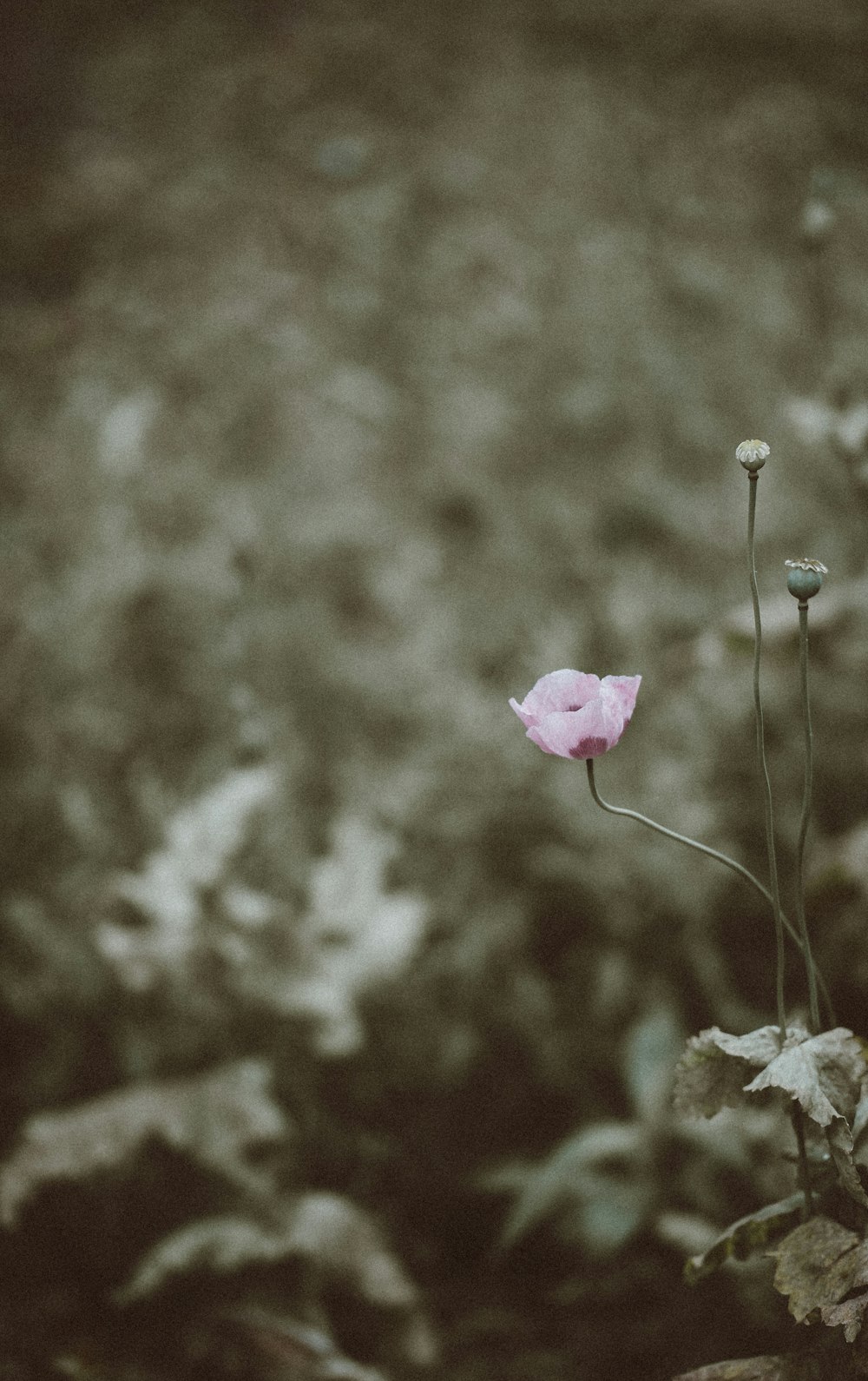 Photographie sélective de la fleur aux pétales roses